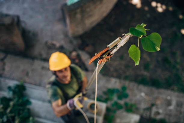 Professional Tree Service in Chenango Bridge, NY